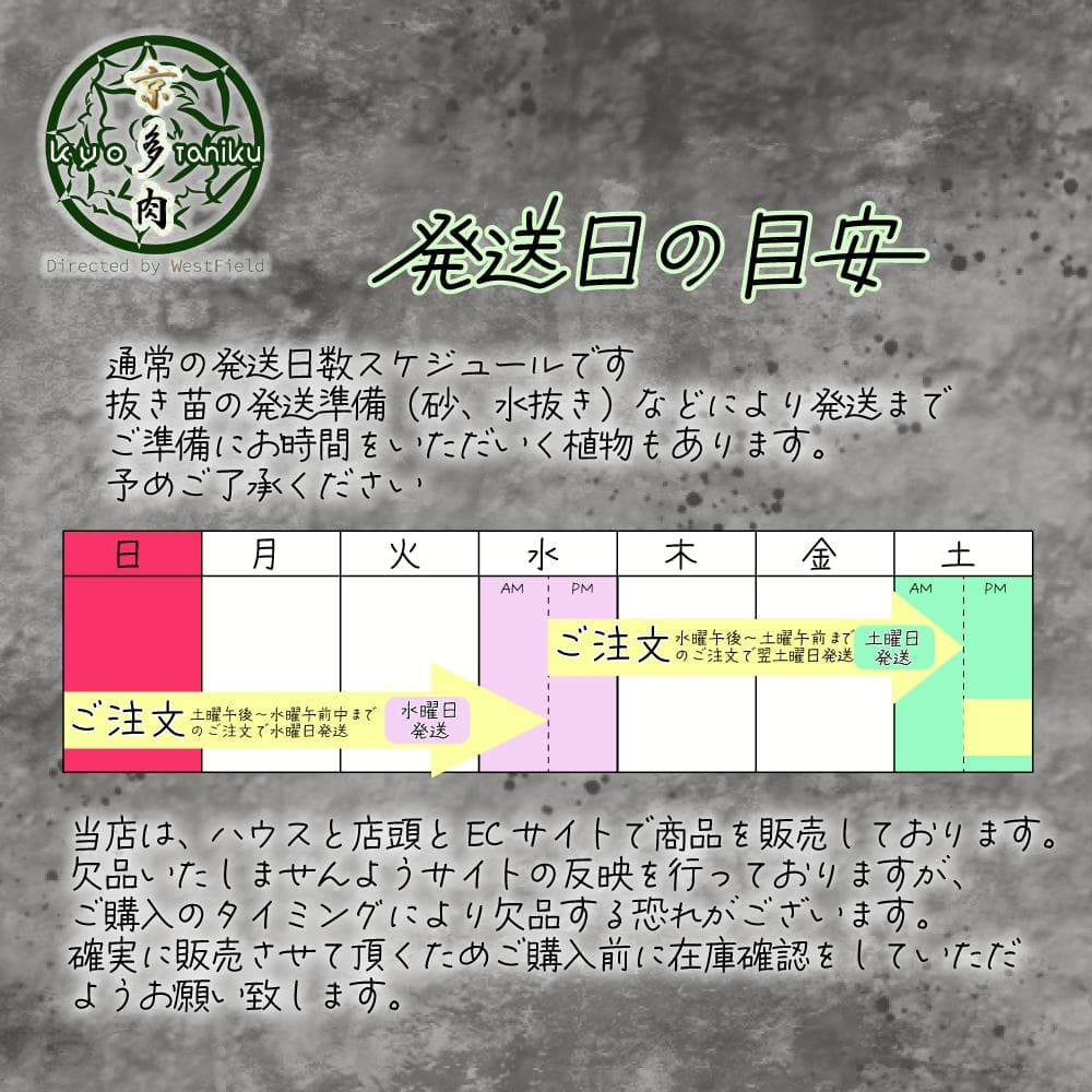 【良苗】アガベ 曲刺八雷（八荒殿×雷神 ）八荒雷神　匿名配送可能