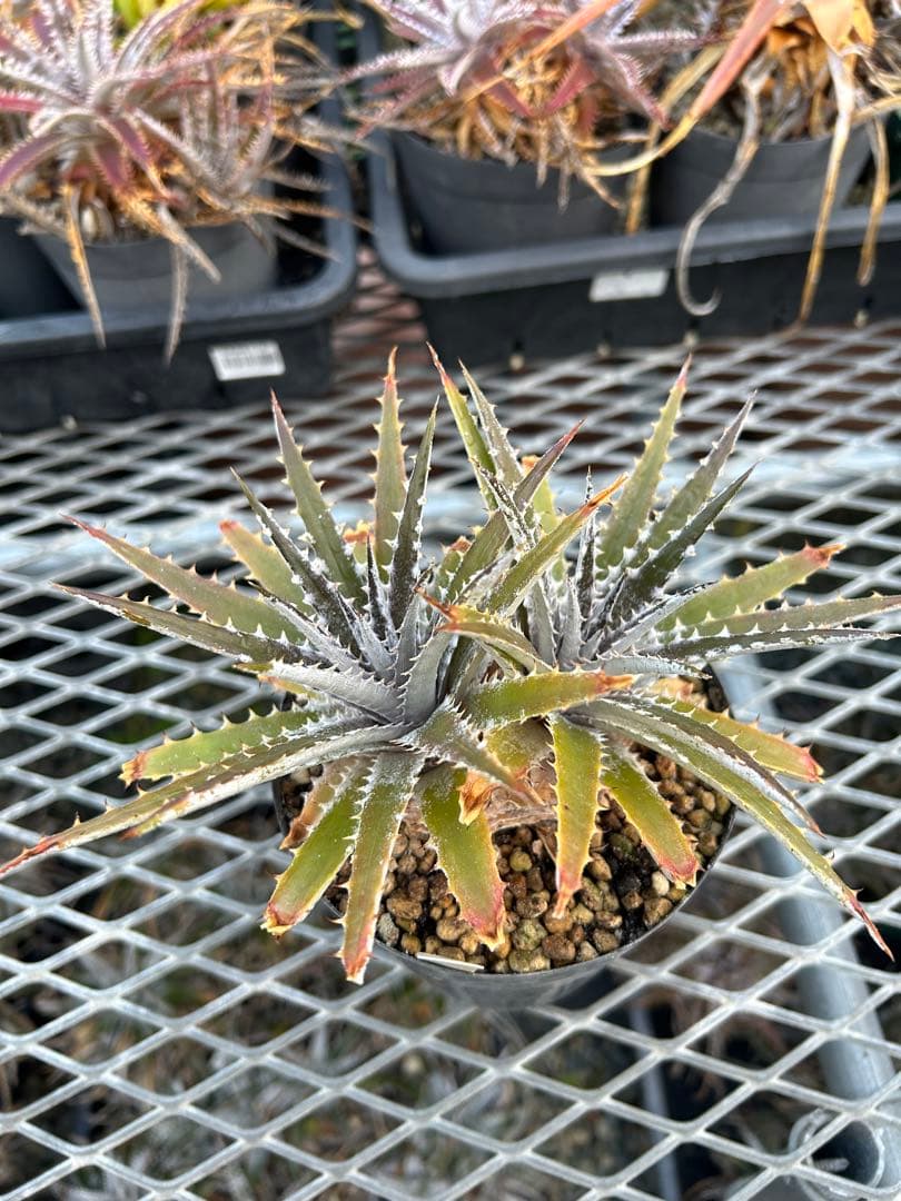 DBディッキア Dyckia Bill Baker hybrid #222 ⑴ - メルカリ