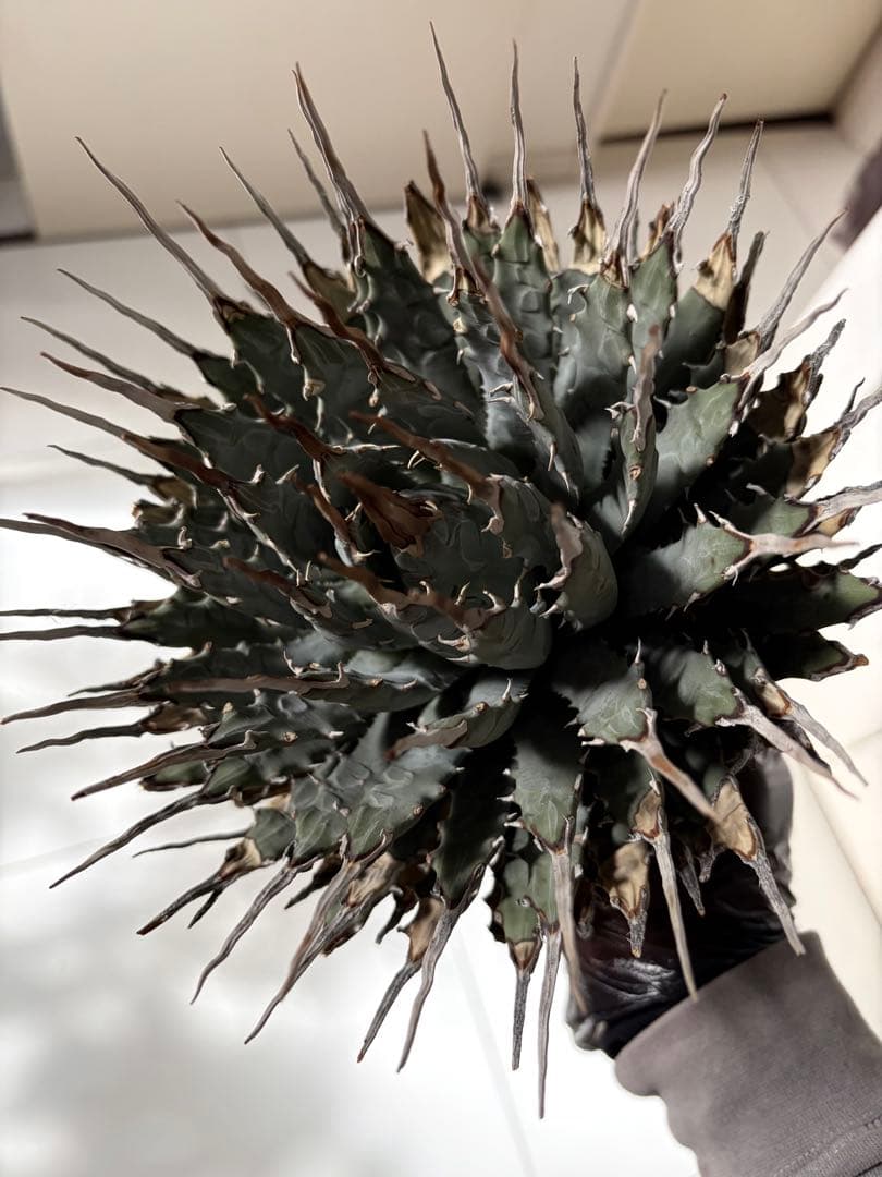 耐寒性アガベ エボリスピナ陽炎大株◇多肉サボテン南国ドライガーデン　チタノタ