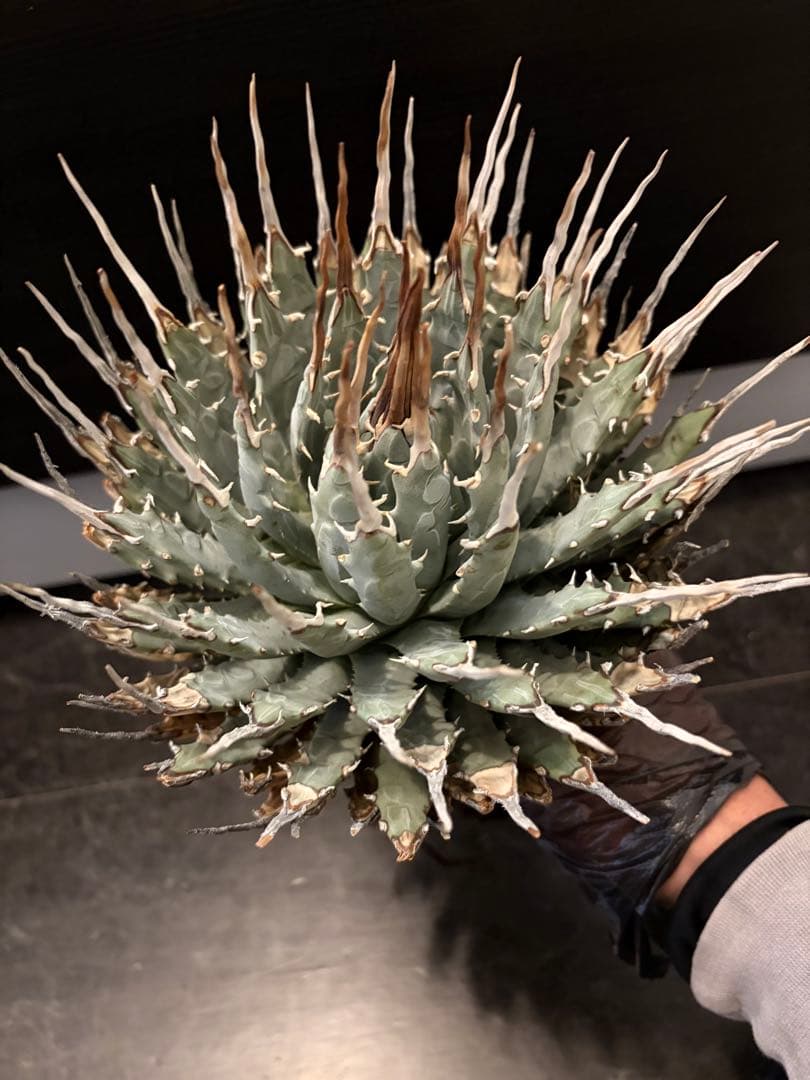 耐寒性アガベ エボリスピナ陽炎大株◇多肉サボテン南国ドライガーデン　チタノタ