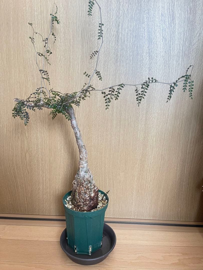 値下げ可能オペルクリカリア パキプスOperculicarya pachypus