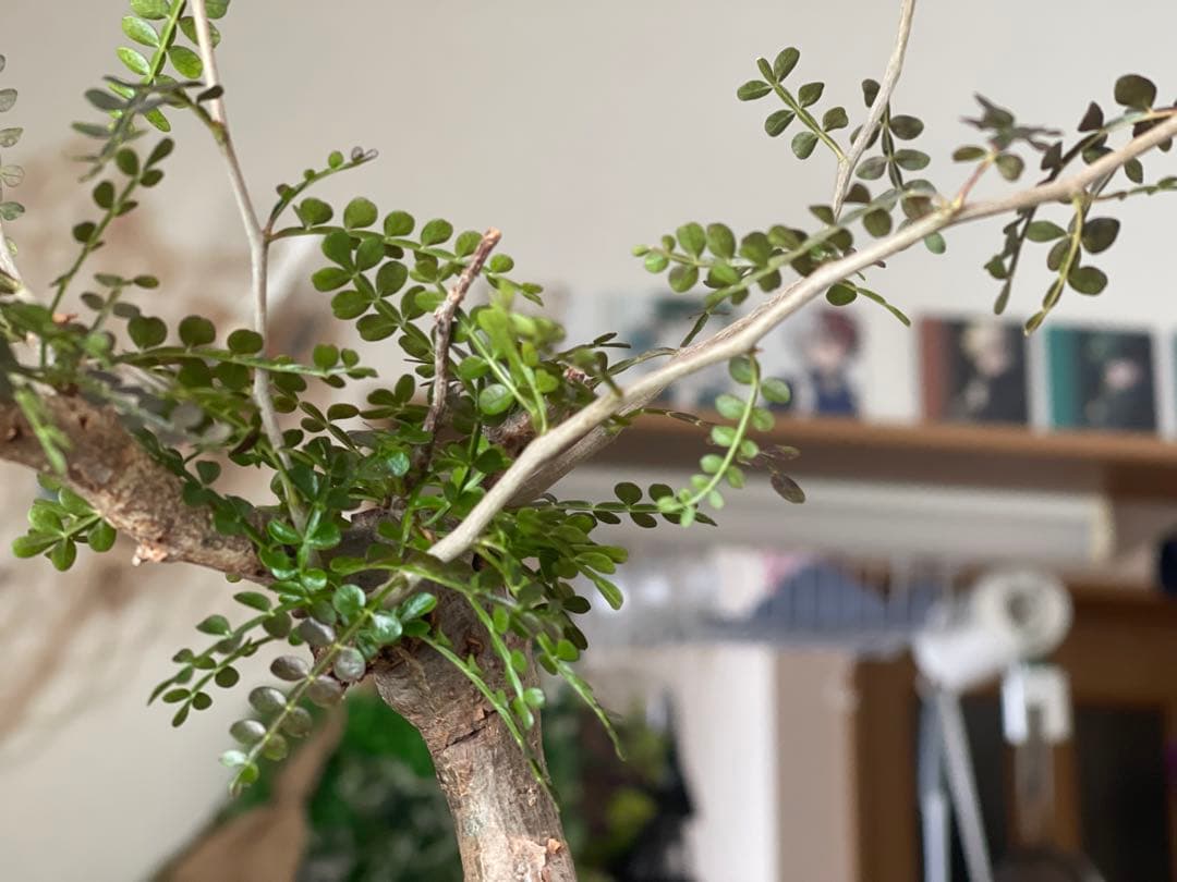 値下げ可能オペルクリカリア パキプスOperculicarya pachypus