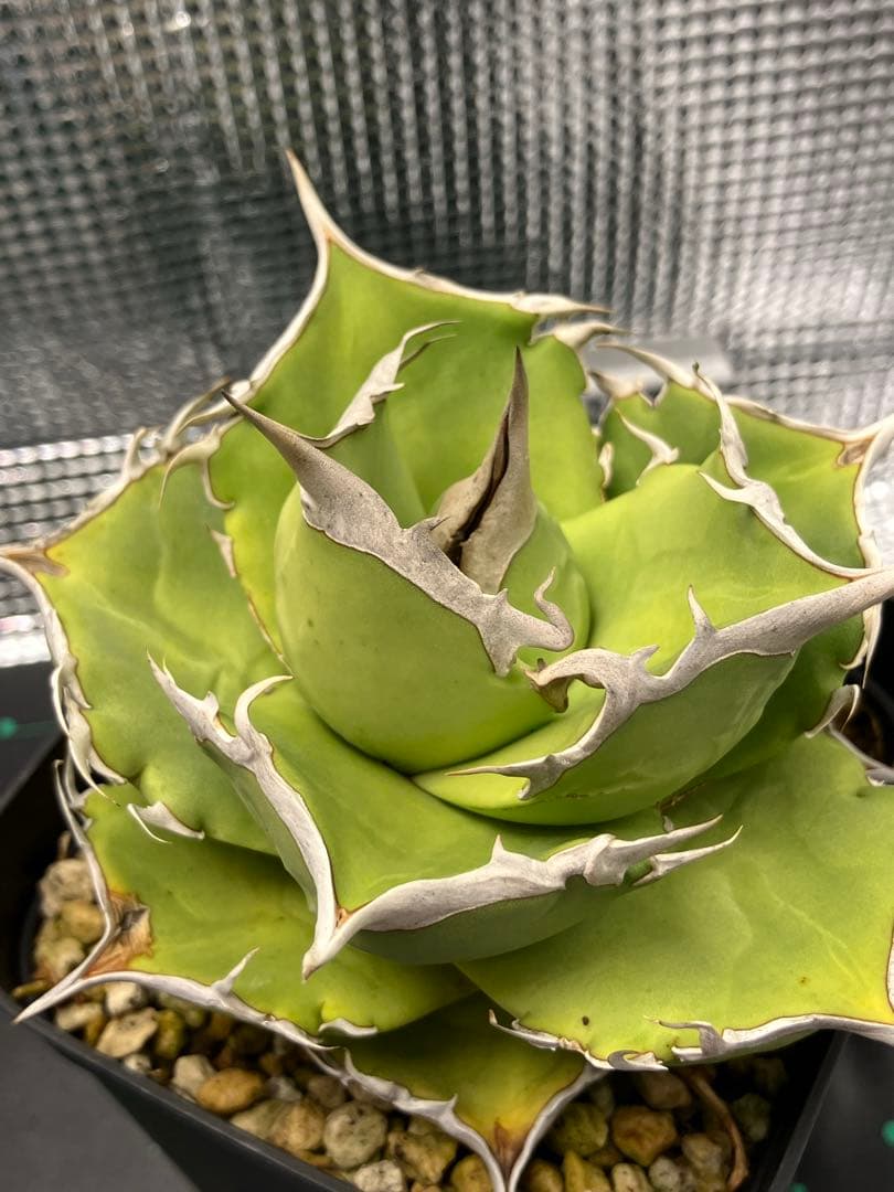 白犀牛　アガベ　中株②