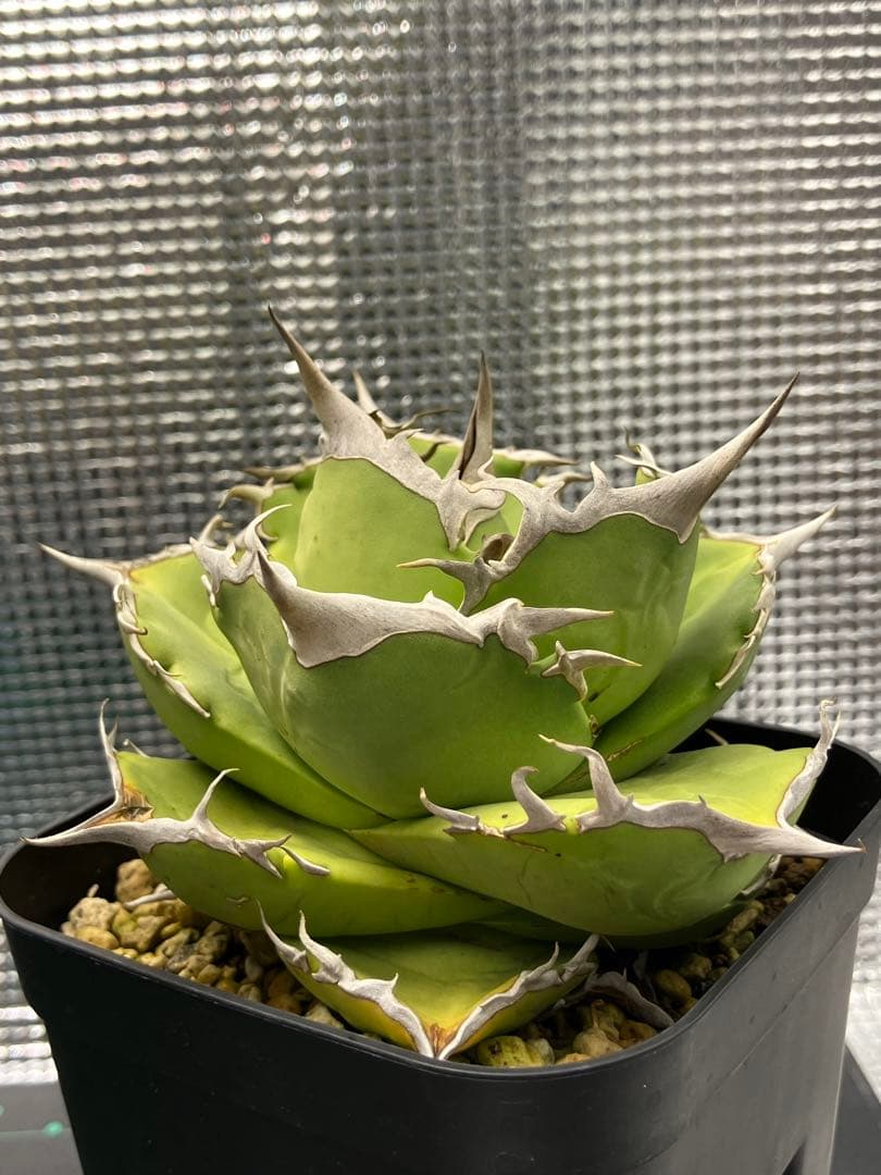 白犀牛　アガベ　中株②