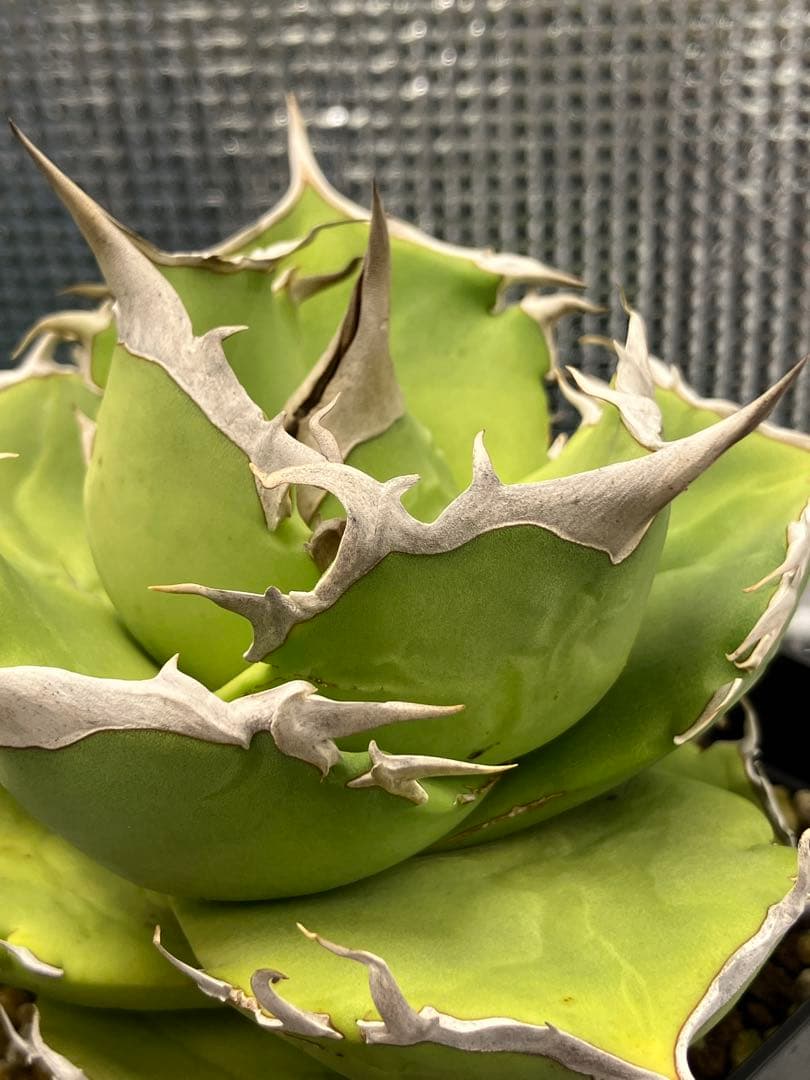 白犀牛　アガベ　中株②