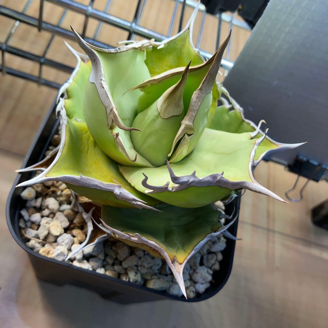 白犀牛　アガベ　中株②