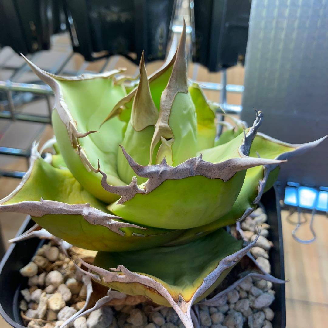 白犀牛　アガベ　中株②