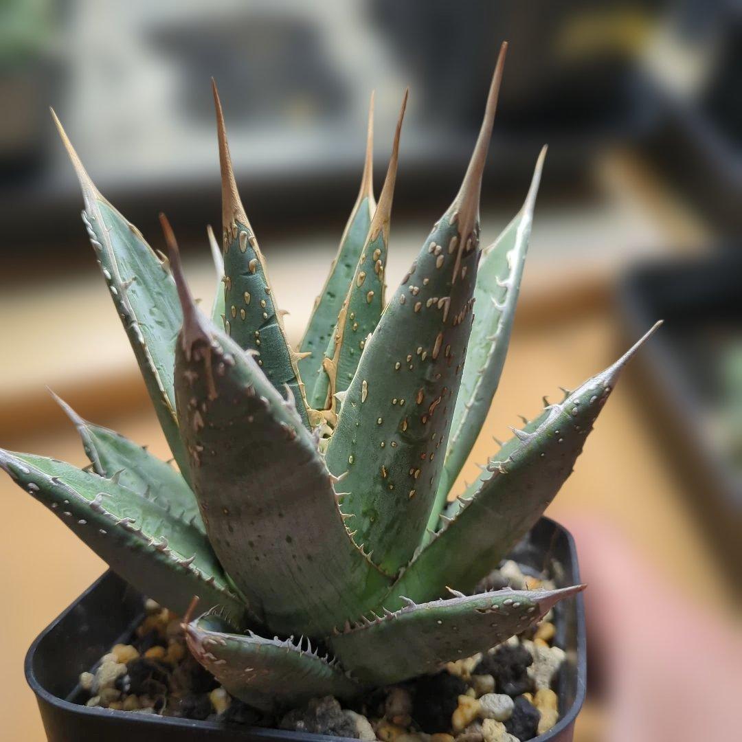 パープソラム　ブツブツ　スタッズ系　1/31撮影