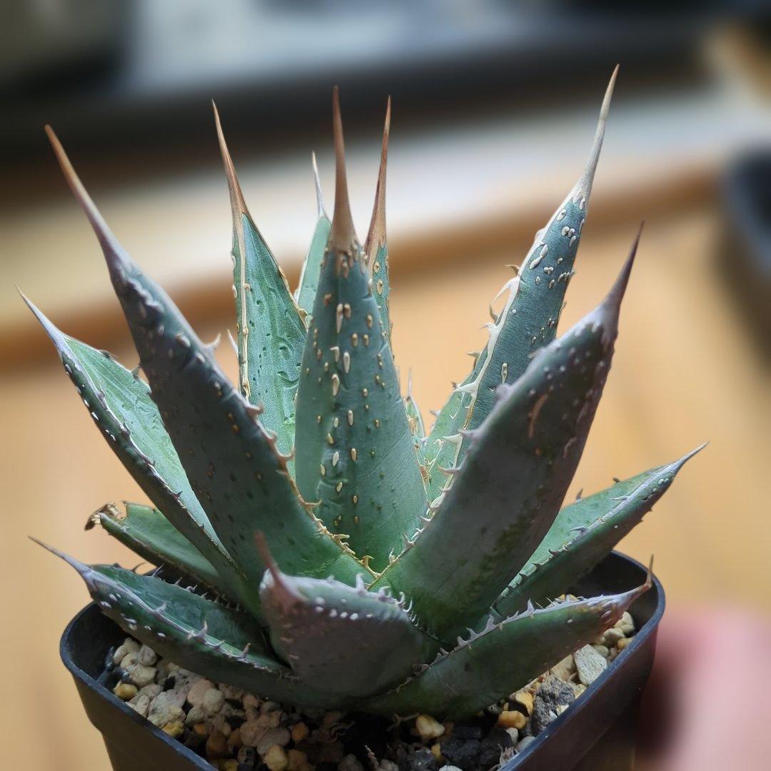 パープソラム　ブツブツ　スタッズ系　1/31撮影