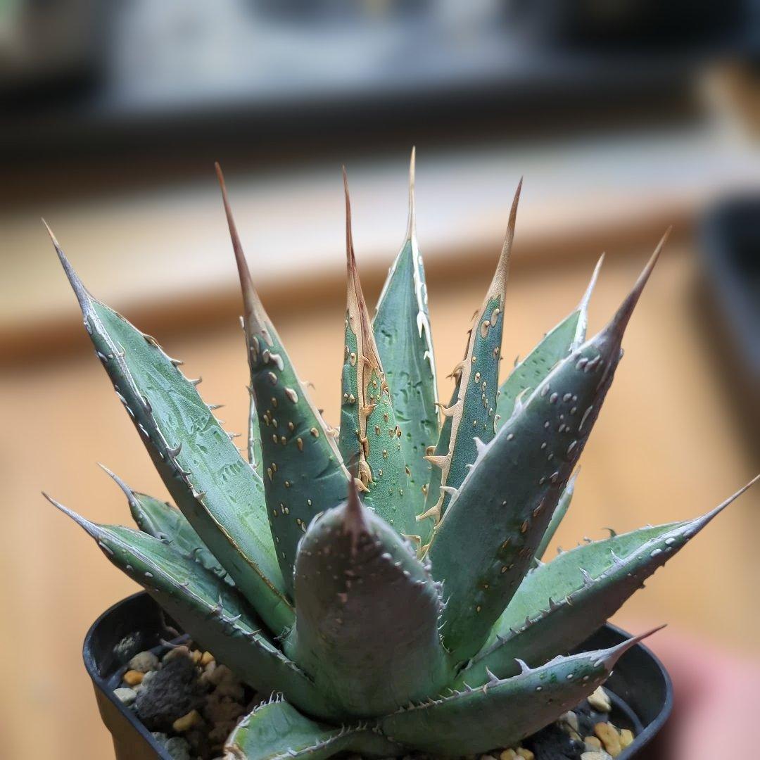 パープソラム　ブツブツ　スタッズ系　1/31撮影