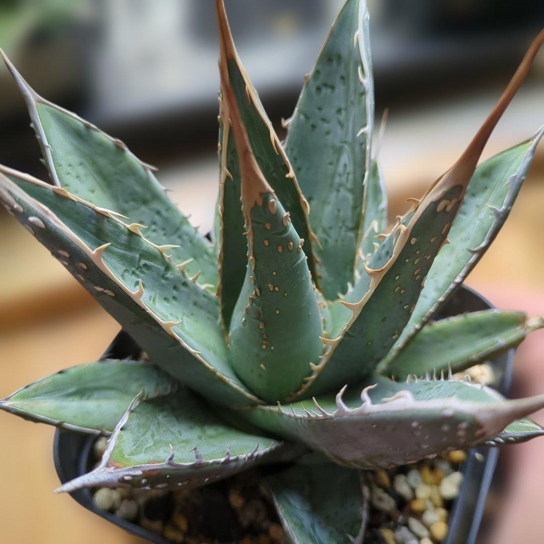 パープソラム　ブツブツ　スタッズ系　1/31撮影