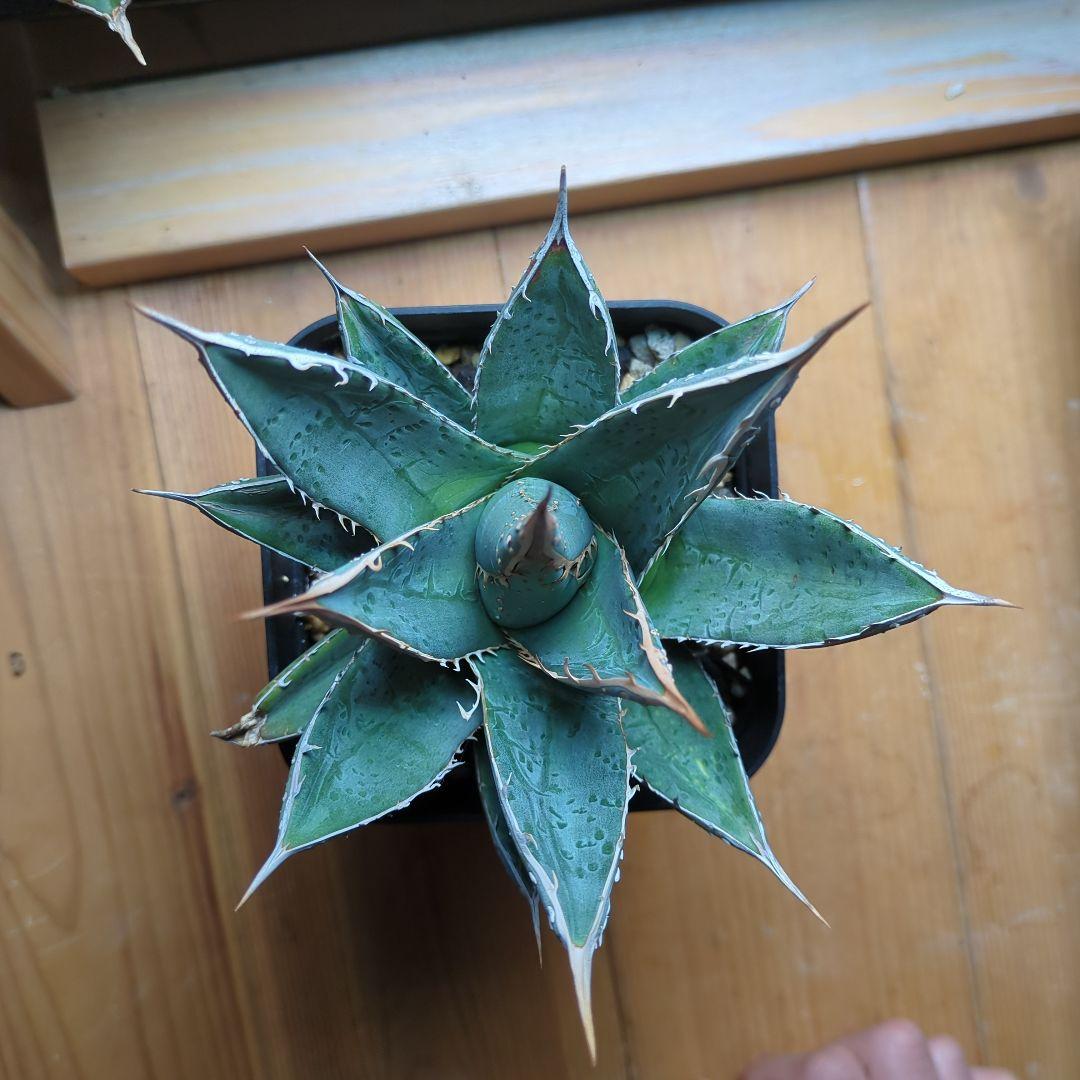 パープソラム　ブツブツ　スタッズ系　1/31撮影