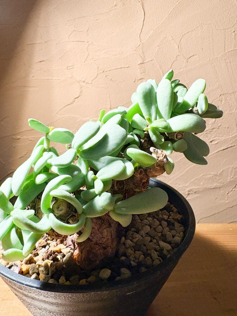 良型変態株発根済み】ケラリア ピグマエア 冬型 鉢のまま発送 - メルカリ