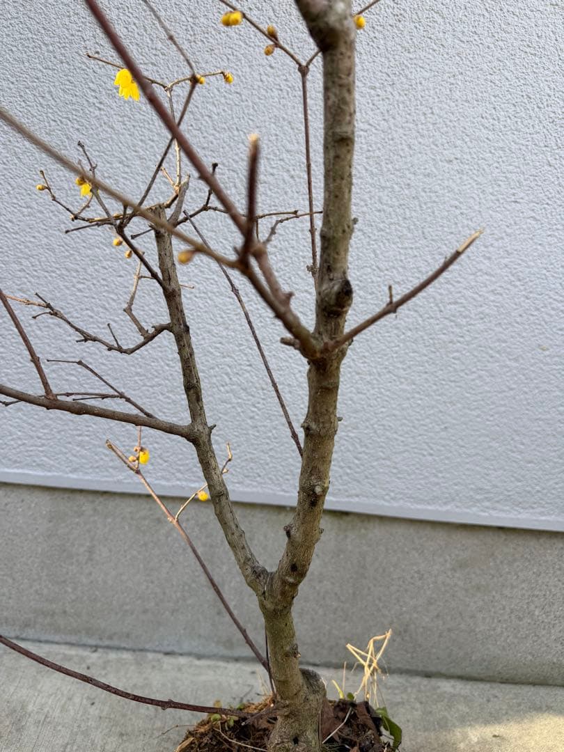 満月ロウバイ 特大株