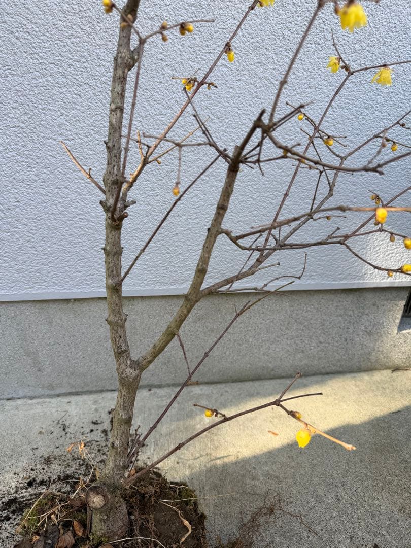 満月ロウバイ 特大株