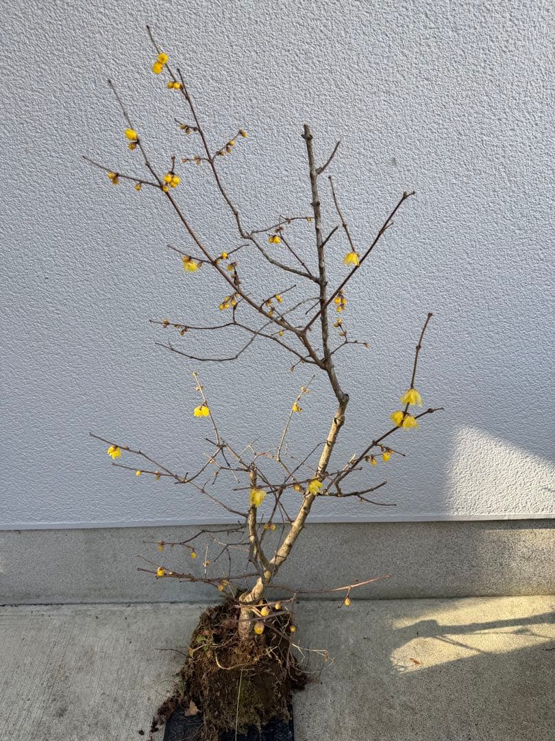 満月ロウバイ 特大株