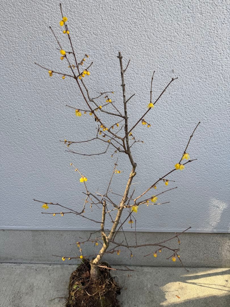 満月ロウバイ 特大株