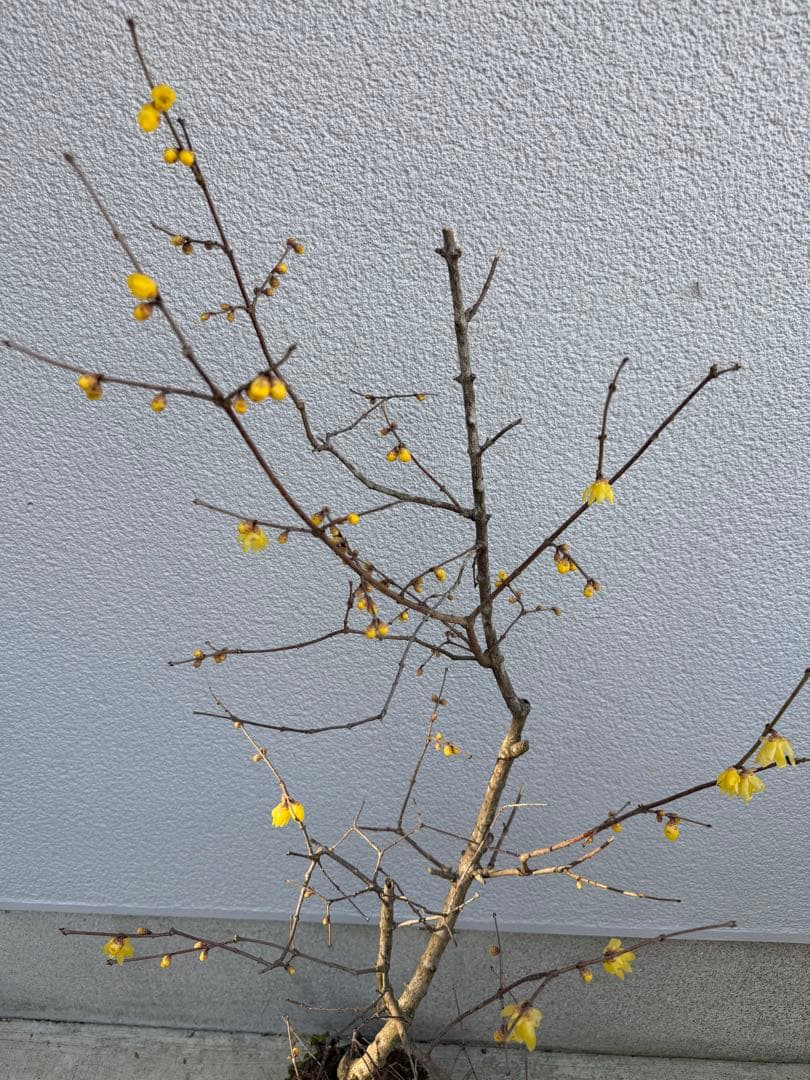 満月ロウバイ 特大株