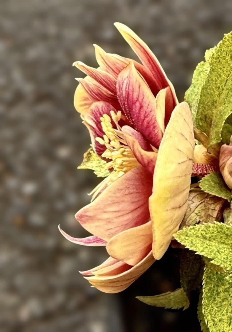 ★斑入り！美しいオーレア！紅ピンクソレイユ　ラベル付き★クリスマスローズ開花株