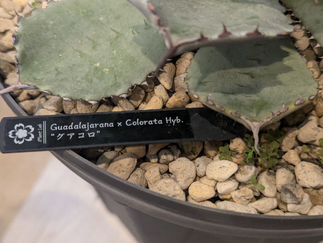 激レアハイブリッド グアダラハラナ×コロラータ 大株 - メルカリ
