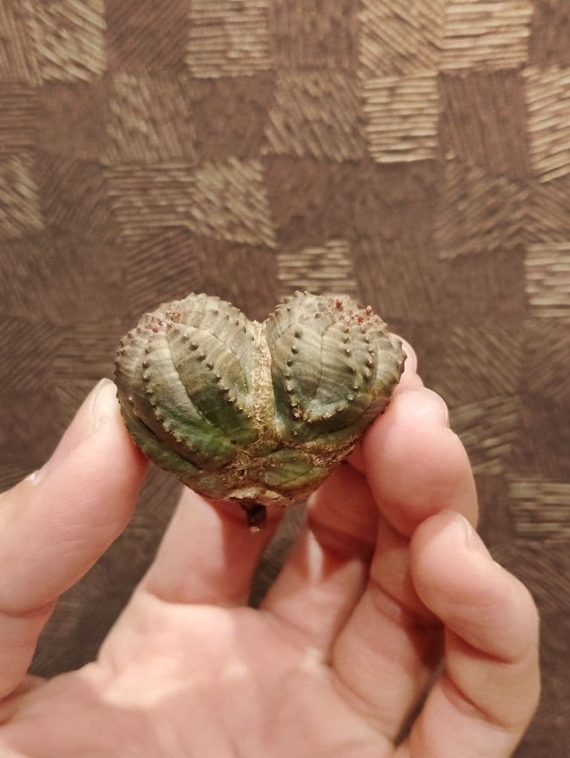 希少 ユーフォルビア オベサ ダブルベッド 発根済み