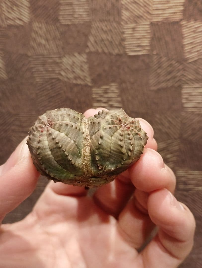 希少 ユーフォルビア オベサ ダブルベッド 発根済み