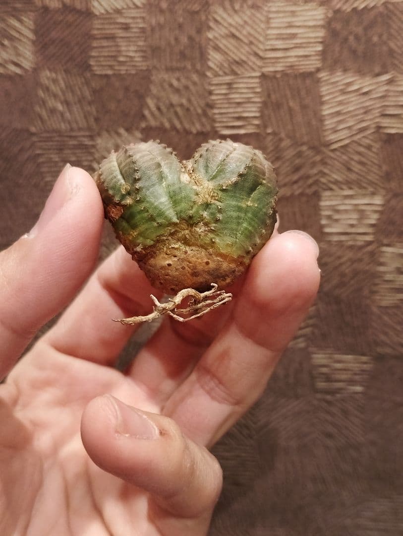 希少 ユーフォルビア オベサ ダブルベッド 発根済み