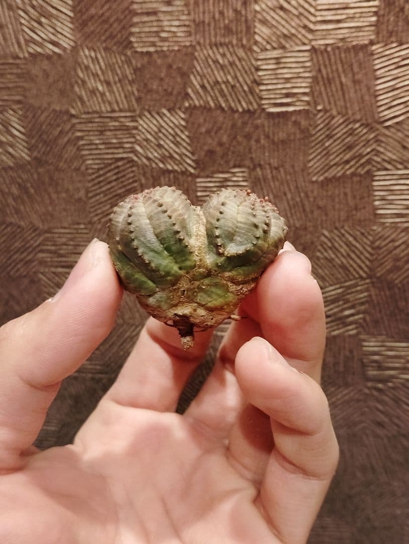 希少 ユーフォルビア オベサ ダブルベッド 発根済み