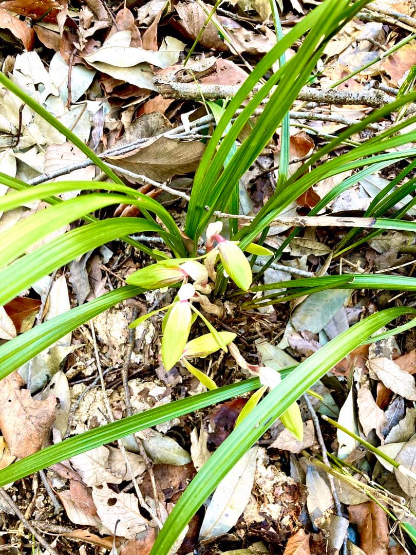 【春蘭＊開花株＊5つの可憐なお花が咲いています】天然/野生/里山自生/山野草