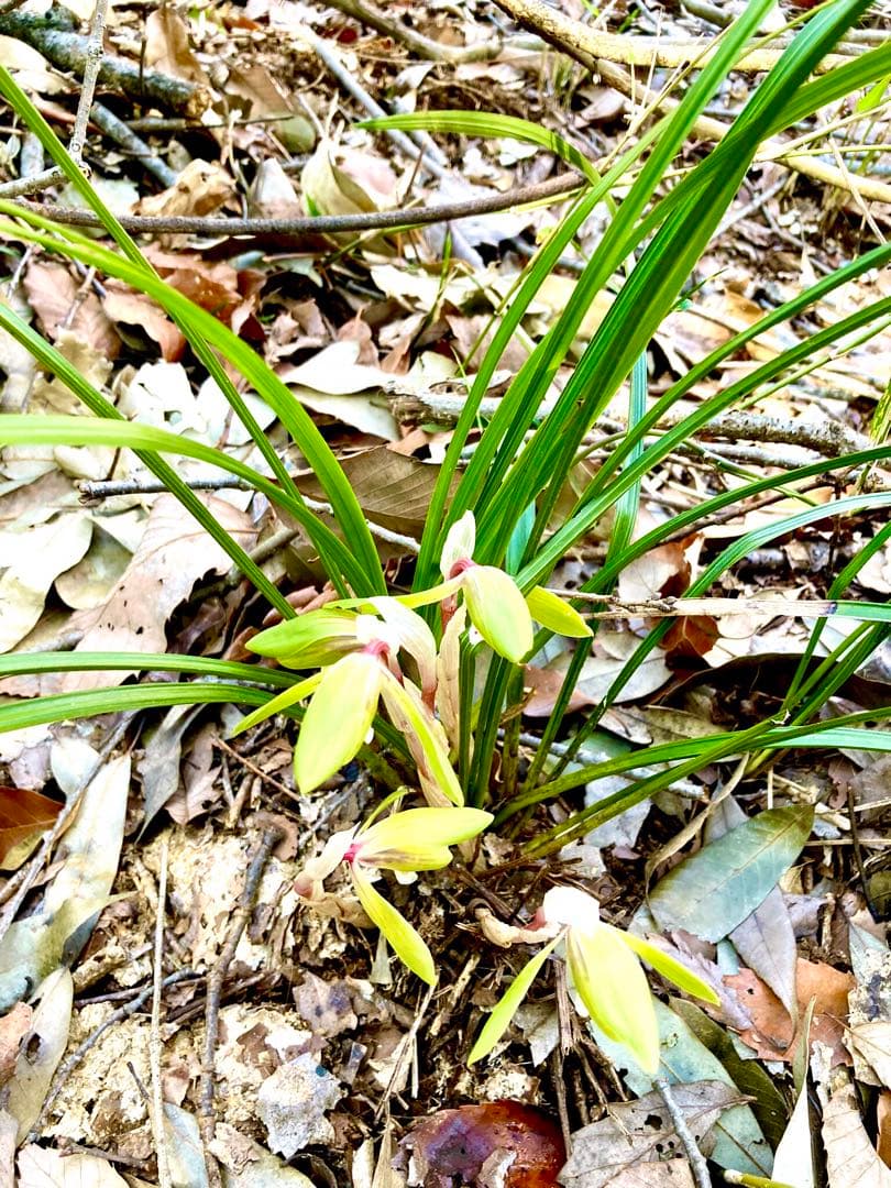 【春蘭＊開花株＊5つの可憐なお花が咲いています】天然/野生/里山自生/山野草