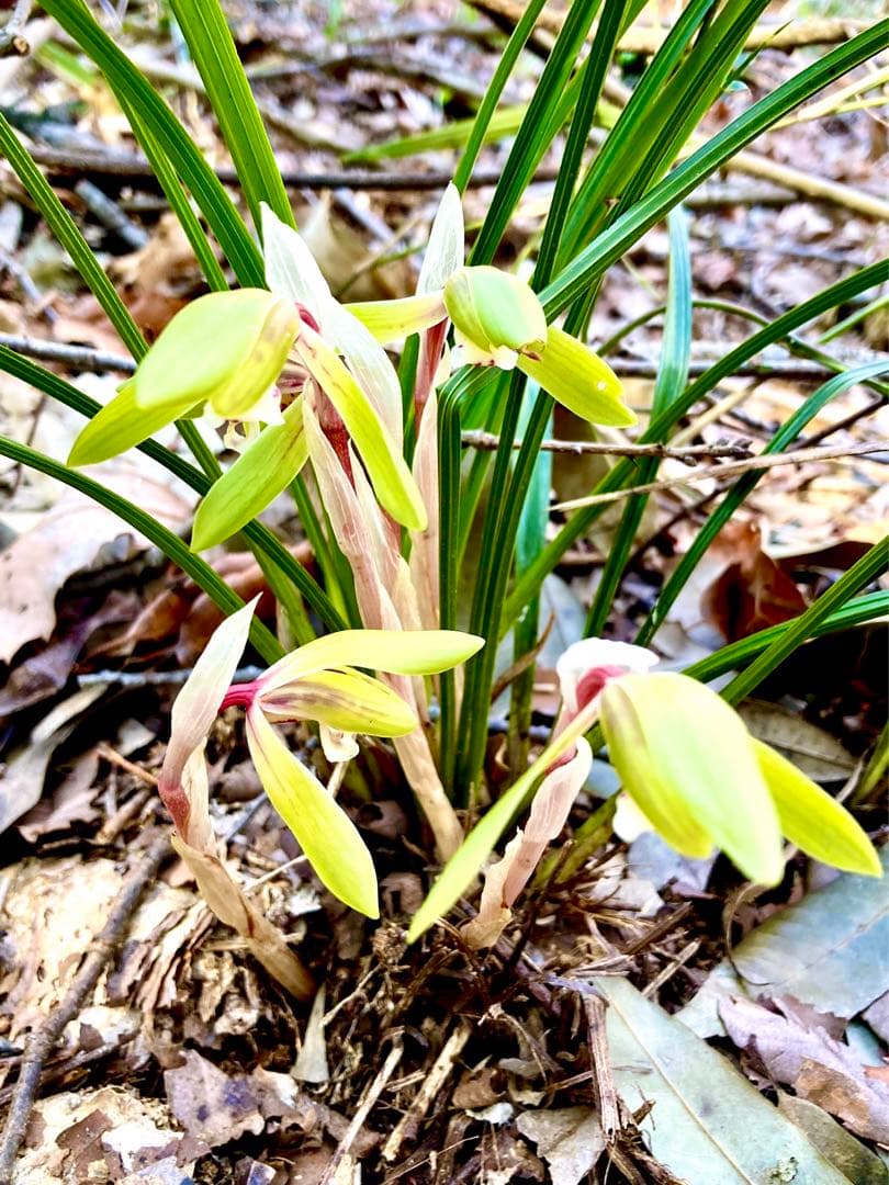 【春蘭＊開花株＊5つの可憐なお花が咲いています】天然/野生/里山自生/山野草