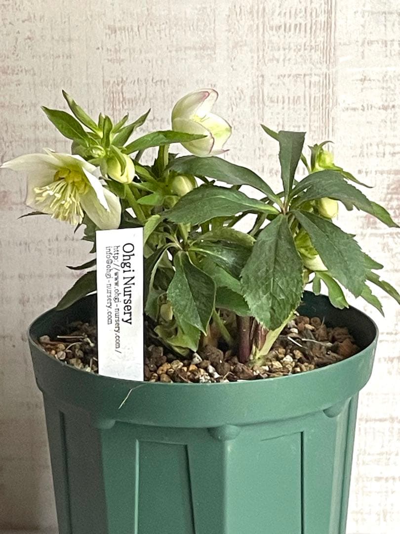 デュメトラム交配 大木ナーサリー ss.ホワイト - メルカリ