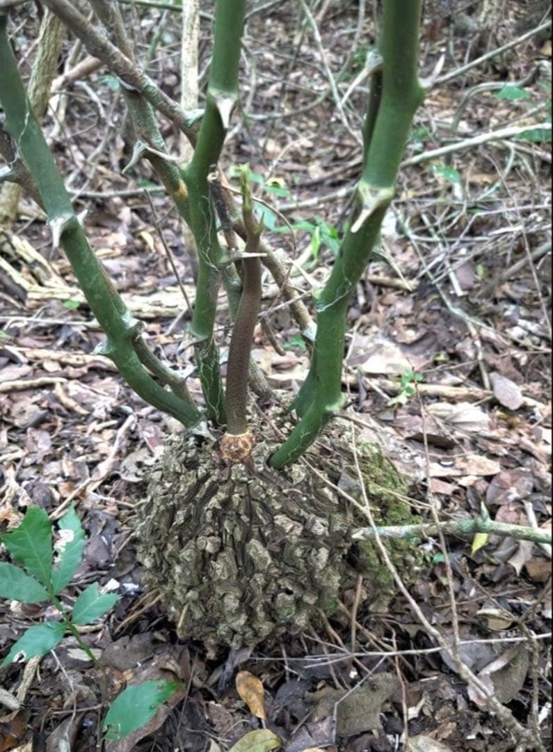 メキシコ亀甲竜 レア Dioscorea mexicana 現地株 大株 未発根 - メルカリ