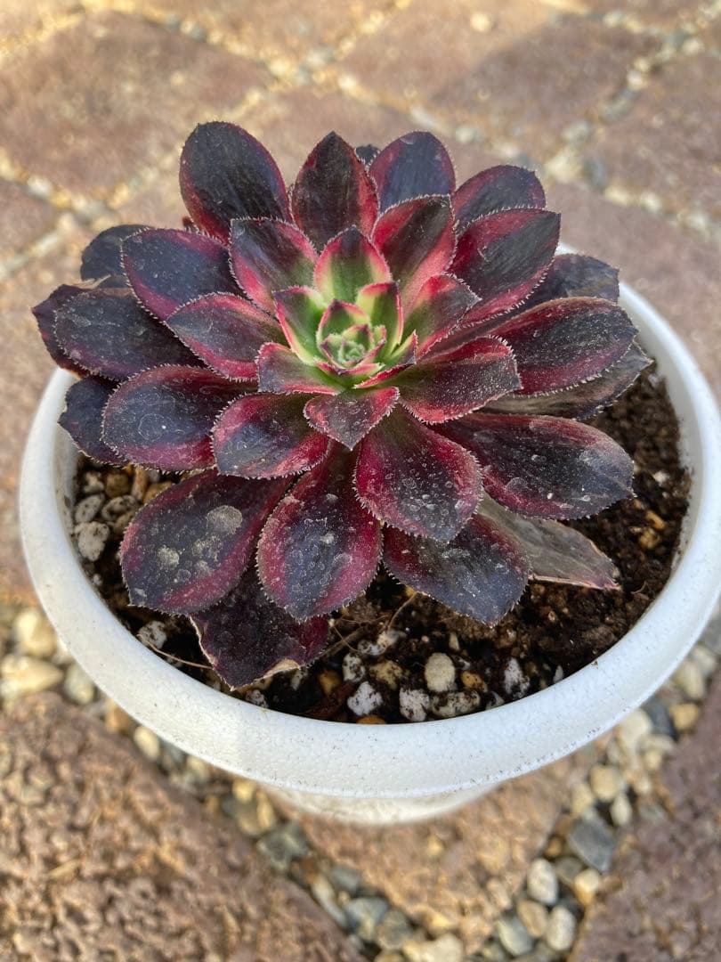 多肉植物 アエオニウム voodoo錦 ブードゥー斑入り - メルカリ