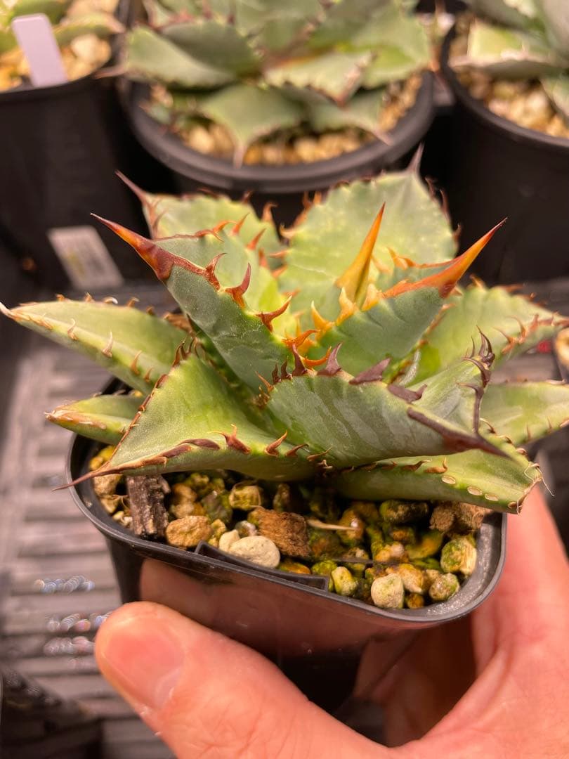 オテロイ実生 選抜