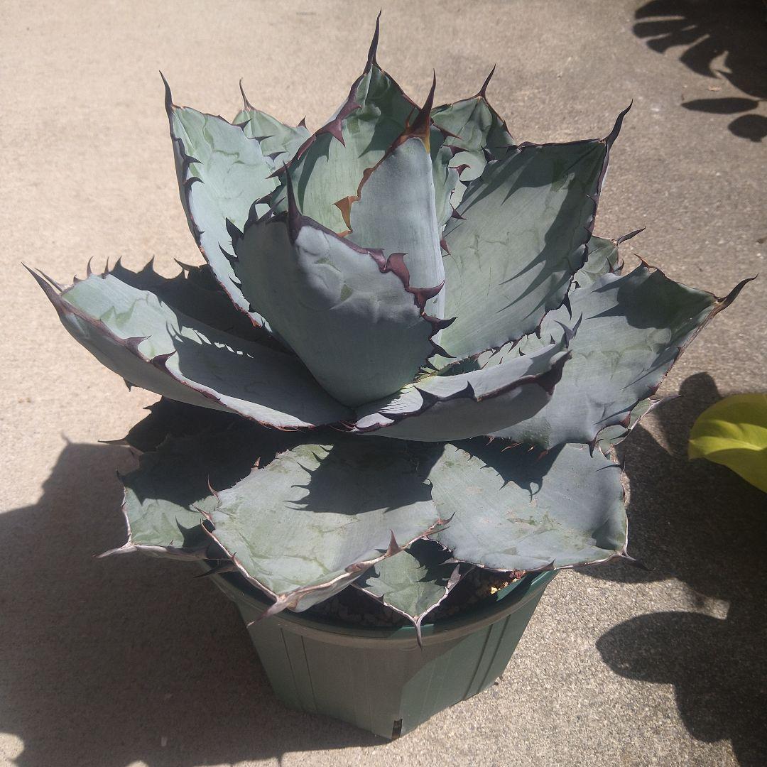 アガベ・チタノタ ブラック＆ブルー 大株 - メルカリ