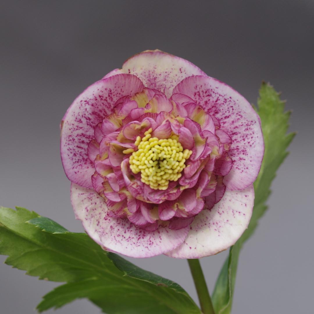 7381 認定！アンティークモーリー クリスマスローズ開花 加藤農園