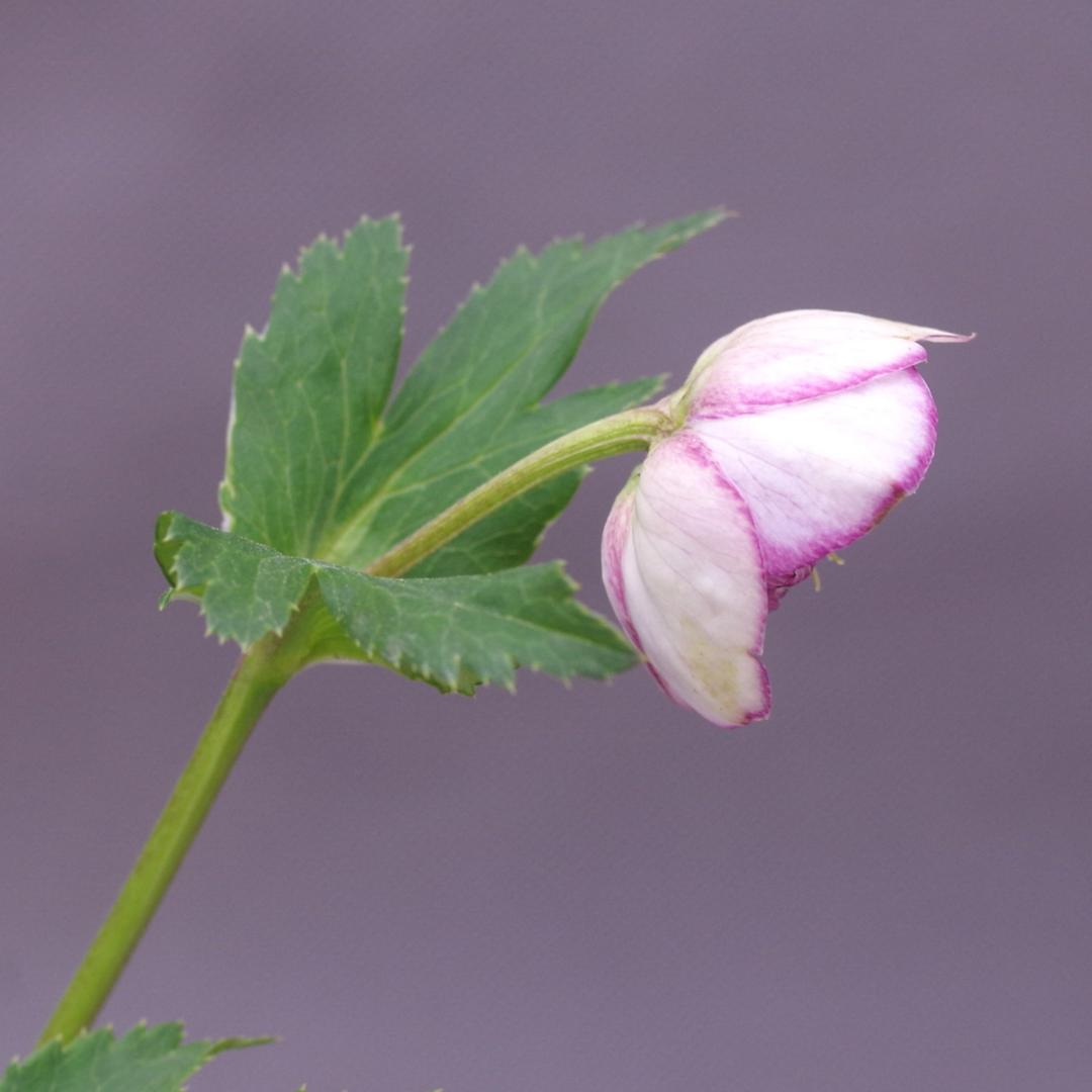 7381 認定！アンティークモーリー クリスマスローズ開花 加藤農園