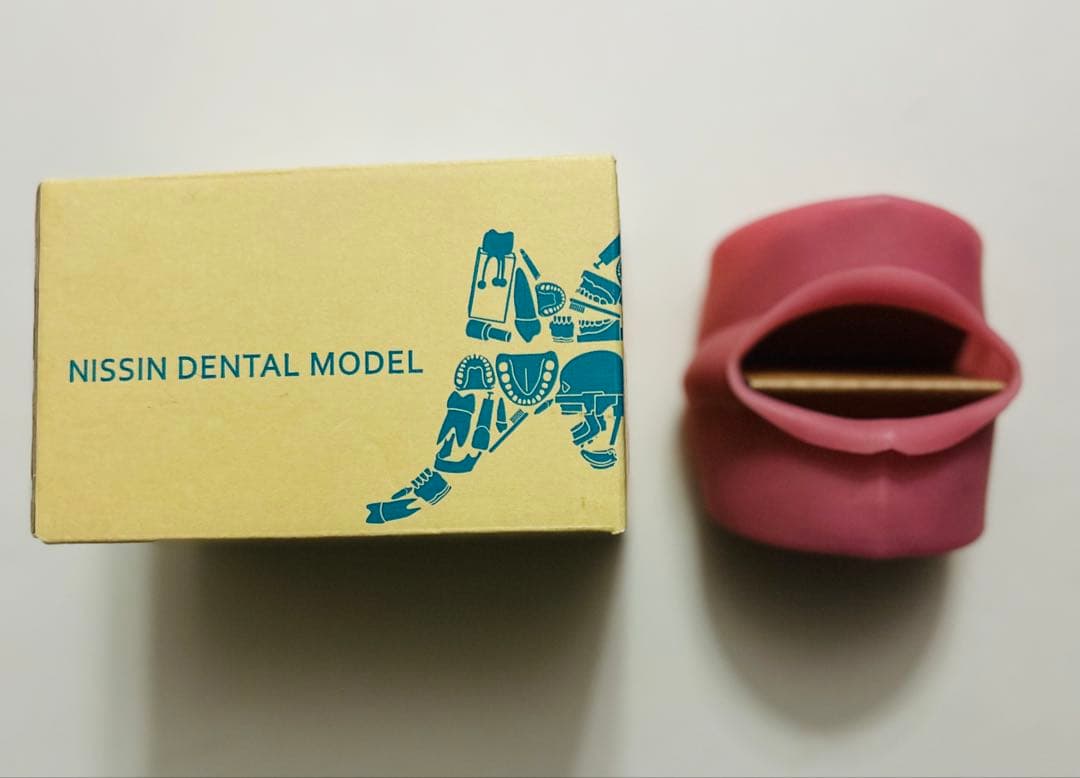 ◉さつき◉【NISSIN】歯型模型&顎模型セット