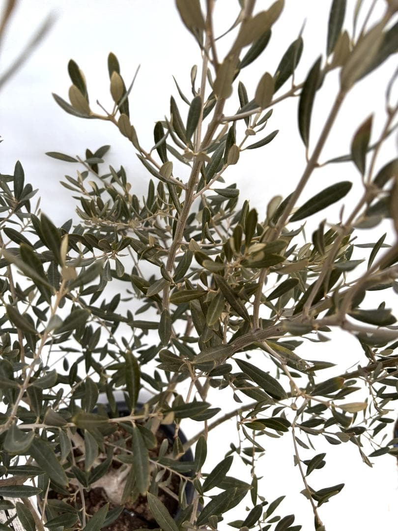 オリーブの木 アメリカン 10号 約180cm K-335 希少品種 現品掲載