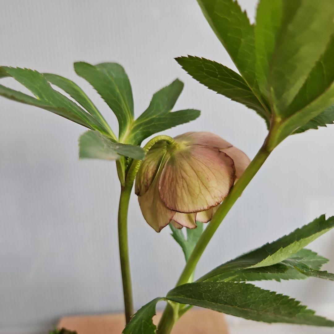 ☆謙信様ご購入苗✿✿㉕-122㉕-165㉕-457クリスマスローズ