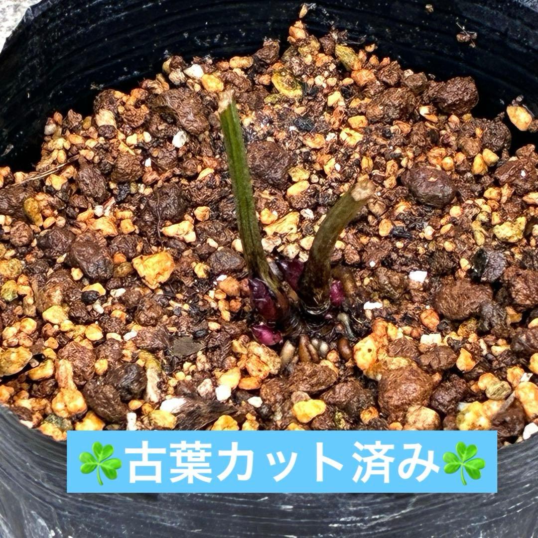 オ*ン様 ❤️根充実❤️沢山新芽❤️715❤️極上発色⭐️極上カップ⭐️【オドル