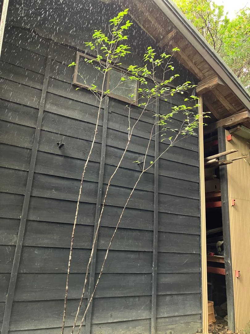 70 希少　山採り　ザイフリボク