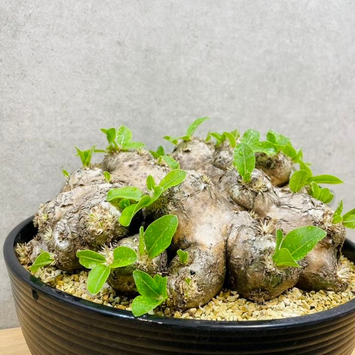 パキポディウム　ブレビカウレ　恵比寿笑い　塊根植物　コーデックス