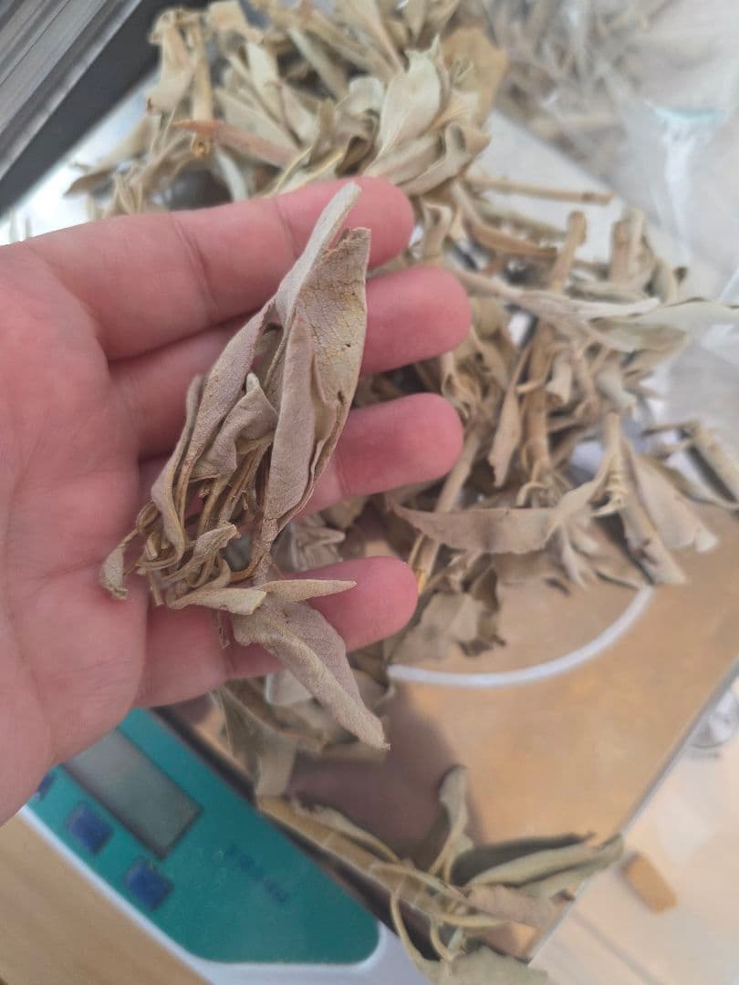 激安価格☆無農薬アウトレットホワイトセージ1KG箱入りお香浄化業務用価額