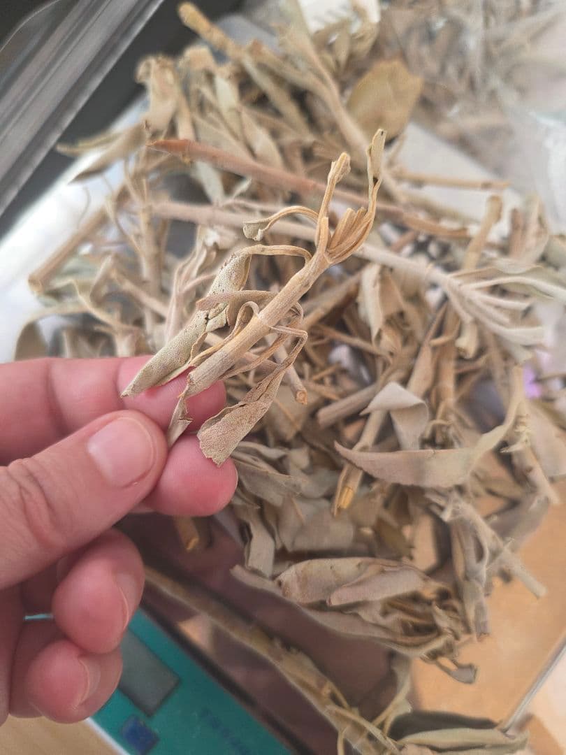 激安価格☆無農薬アウトレットホワイトセージ1KG箱入りお香浄化業務用価額