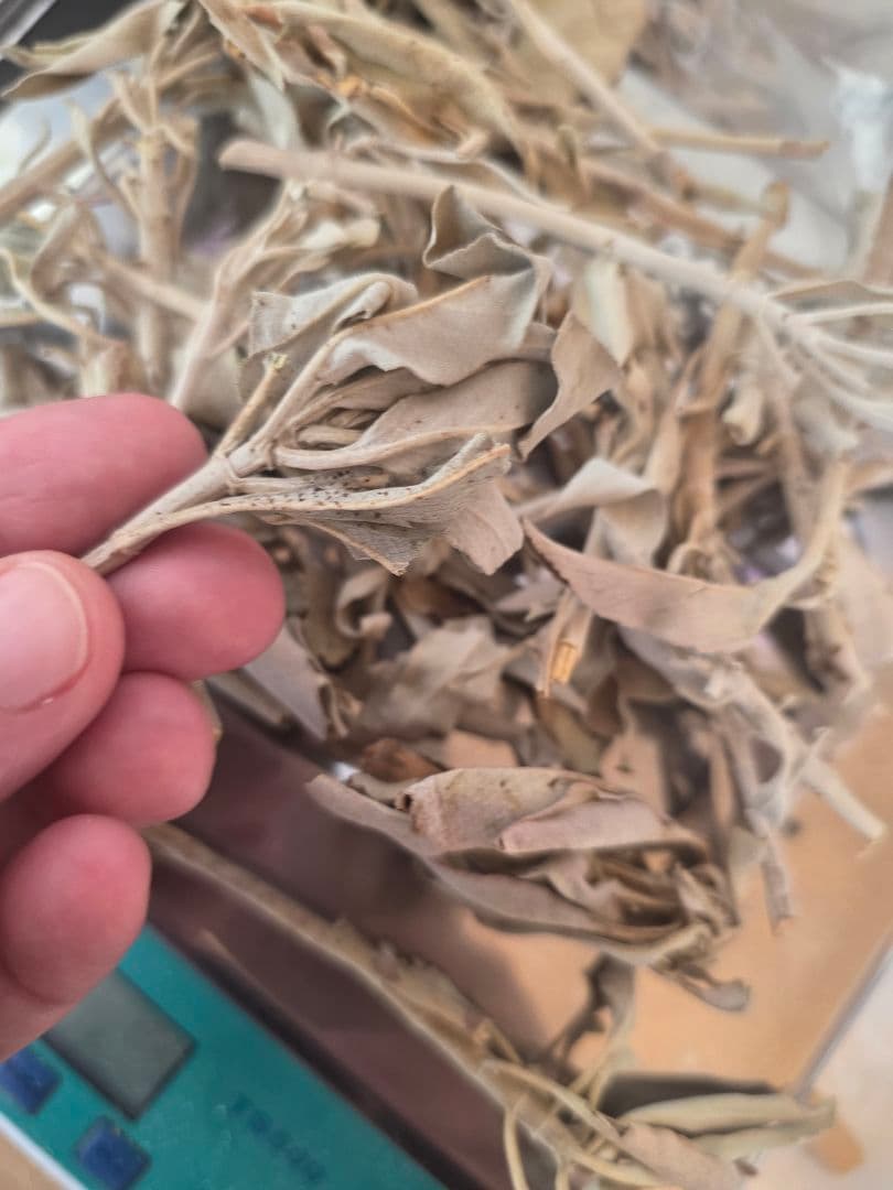 激安価格☆無農薬アウトレットホワイトセージ1KG箱入りお香浄化業務用価額