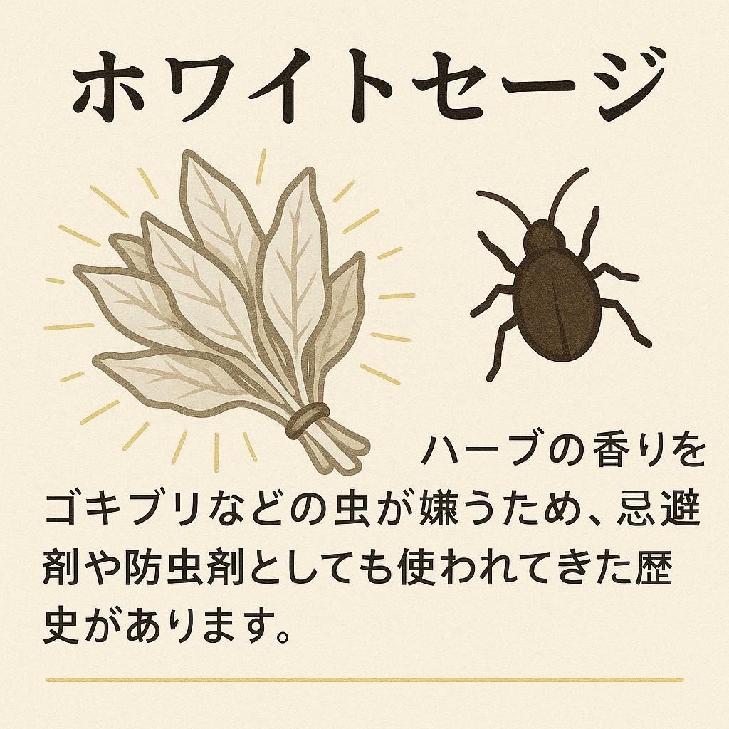 激安価格☆無農薬アウトレットホワイトセージ1KG箱入りお香浄化業務用価額