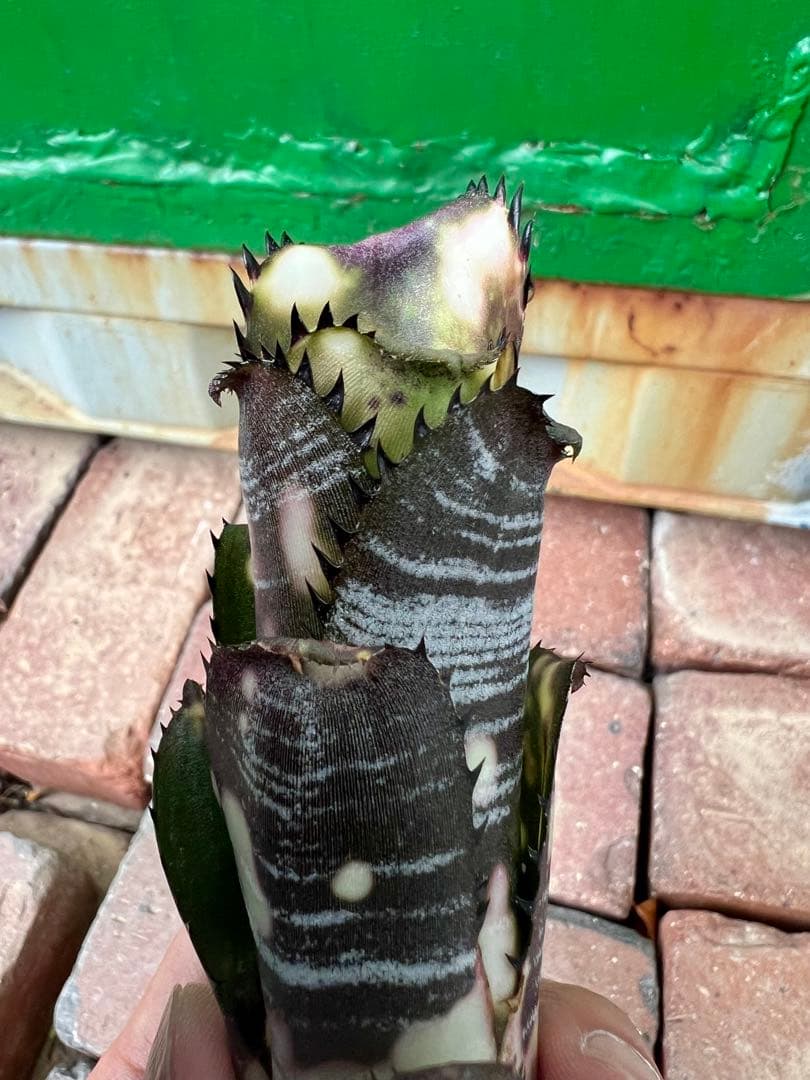 ビルベルギア ドミンゴス マルティンス 極上株 リサ - メルカリ