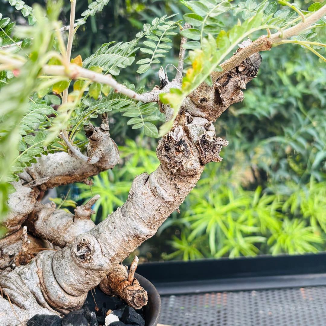 長期管理株 低重心 大株 ボスウェリア ネグレクタ 現地球 船串篤司 灌木